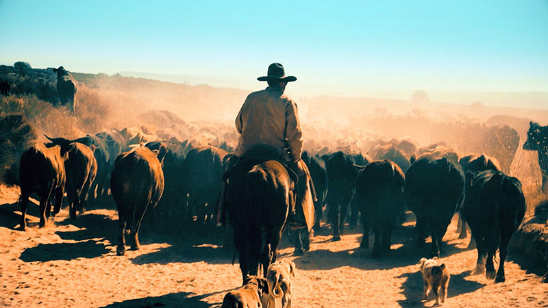 Maxon Magic Bullet Mojo film looks for resolve