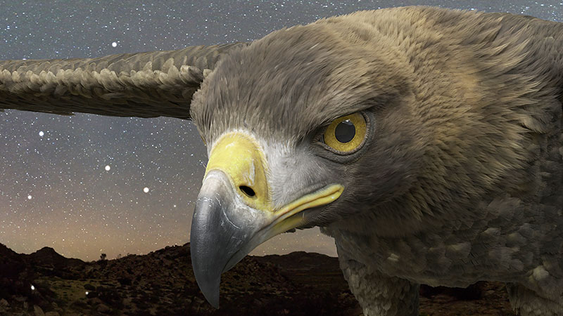 ZEISS Eagle Pinhole Camera