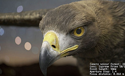 ZEISS Eagle Supreme Prime 50mm Virtual Lens