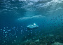 EditShare scuber gtbarrier reef